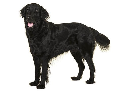 Flat Coated Retriever Dog Breed Information Purina